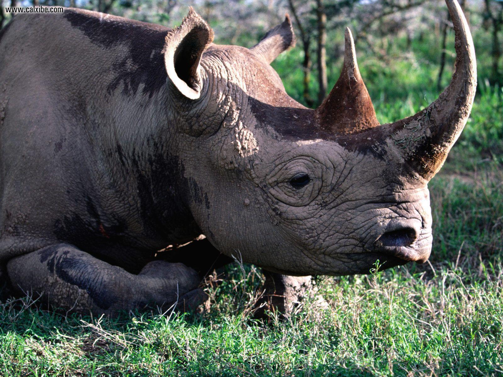 1600x1200 Black Rhino HD Wallpaper .