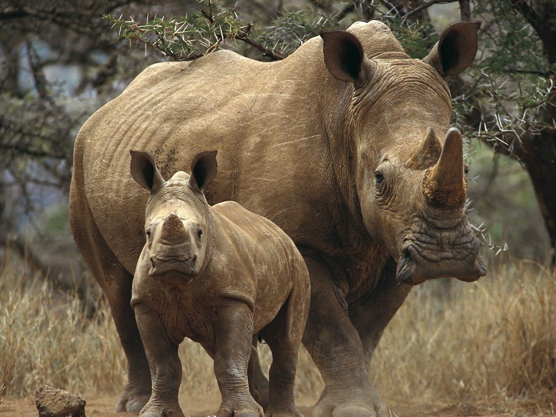 1920x1440 RhinoFriday. White rhinoceros .com