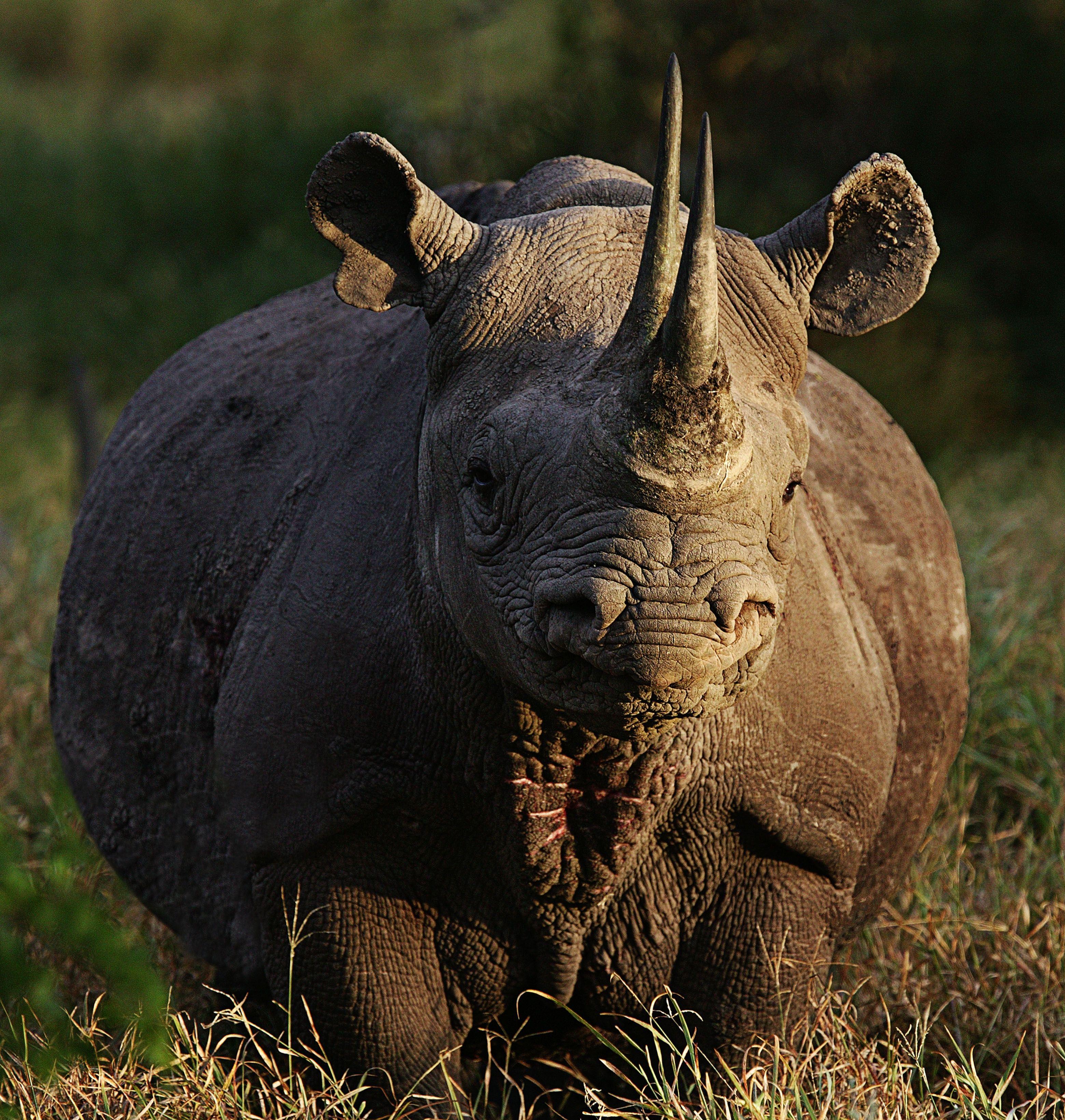 3120x3281 Black Rhino Wallpaper .