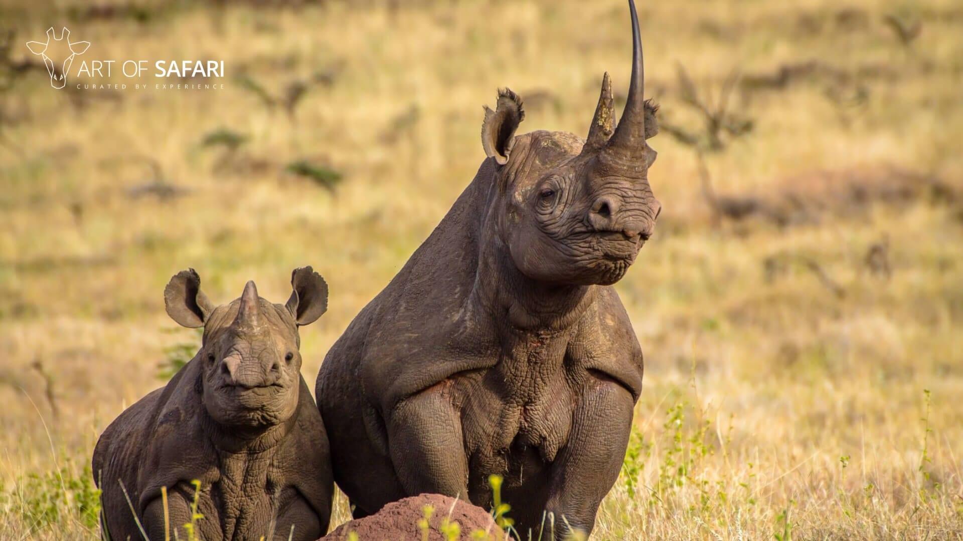 1920x1080 Black Rhino On The African Plains .artofsafari.travel