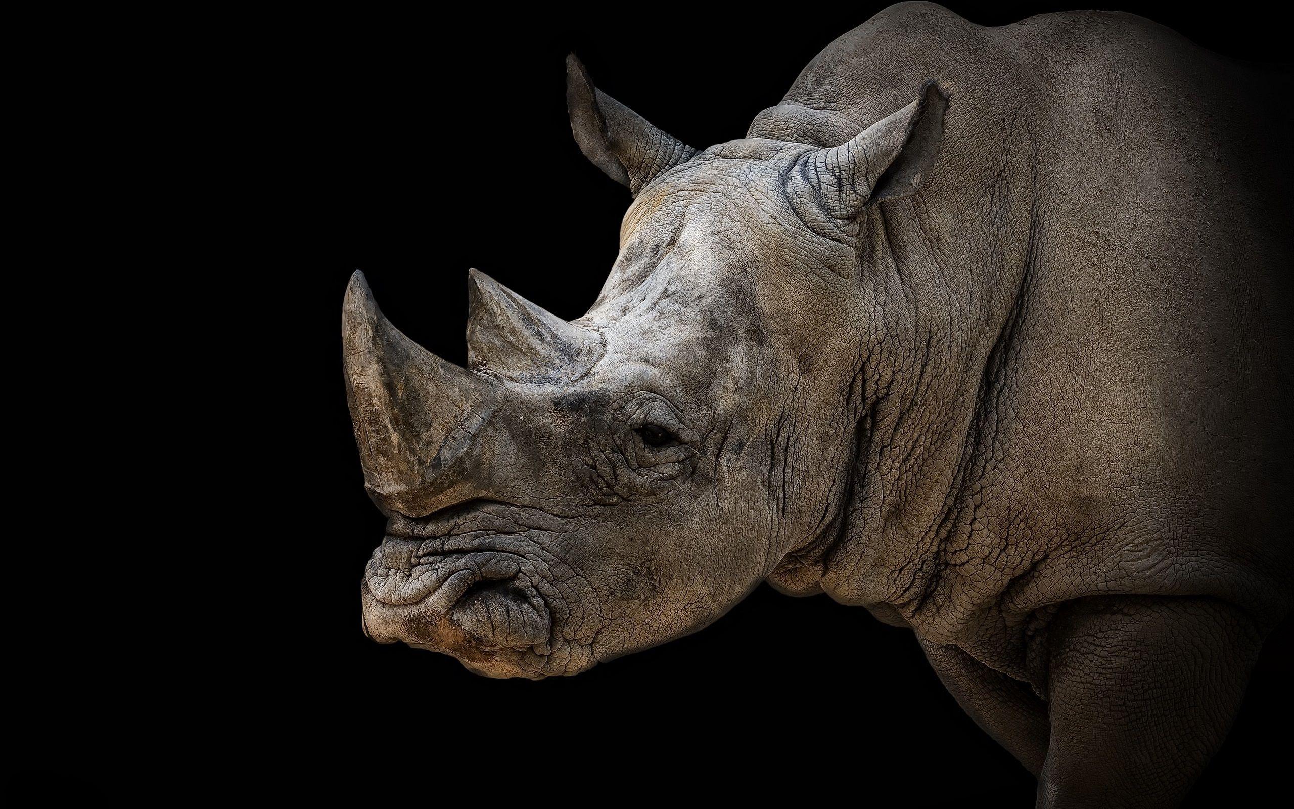 2560x1600 Rhino, Black Background 750x1334 IPhone .best