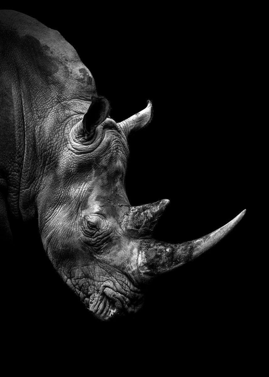 857x1200 wild Rhinoceros face ' Poster Print by .com