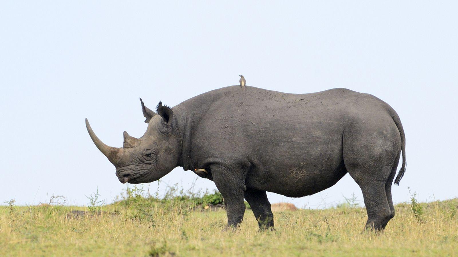 1600x900 Rhino wallpaper, Animal, HQ Rhino .
