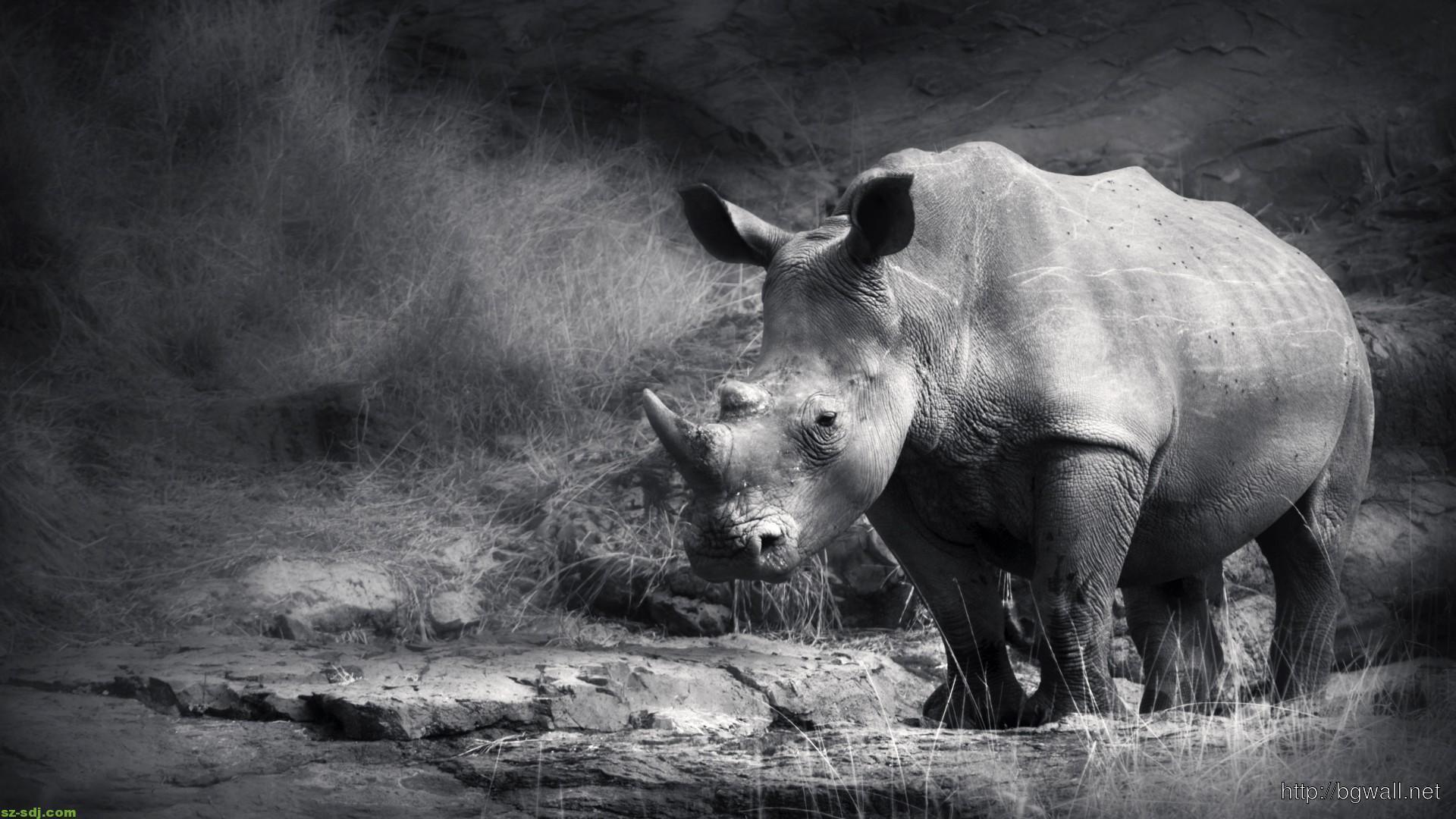 1920x1080 White Rhinoceros Wallpaper .