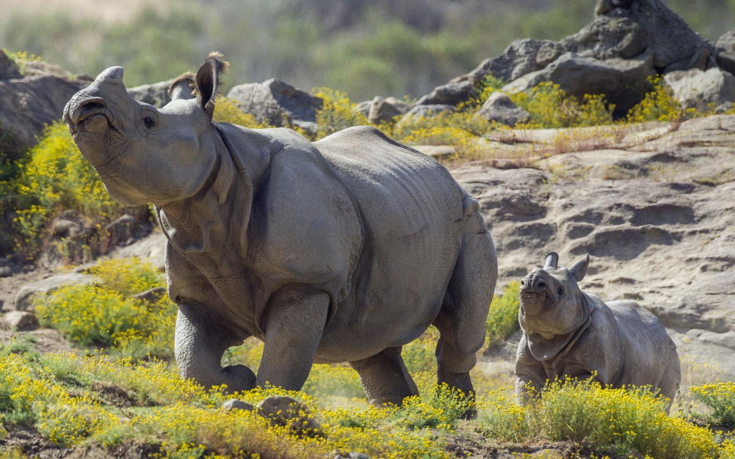 1440x900 black rhino population 042 and 455 .