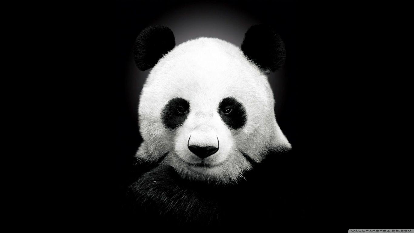 1366x768 Panda HD Wallpaper