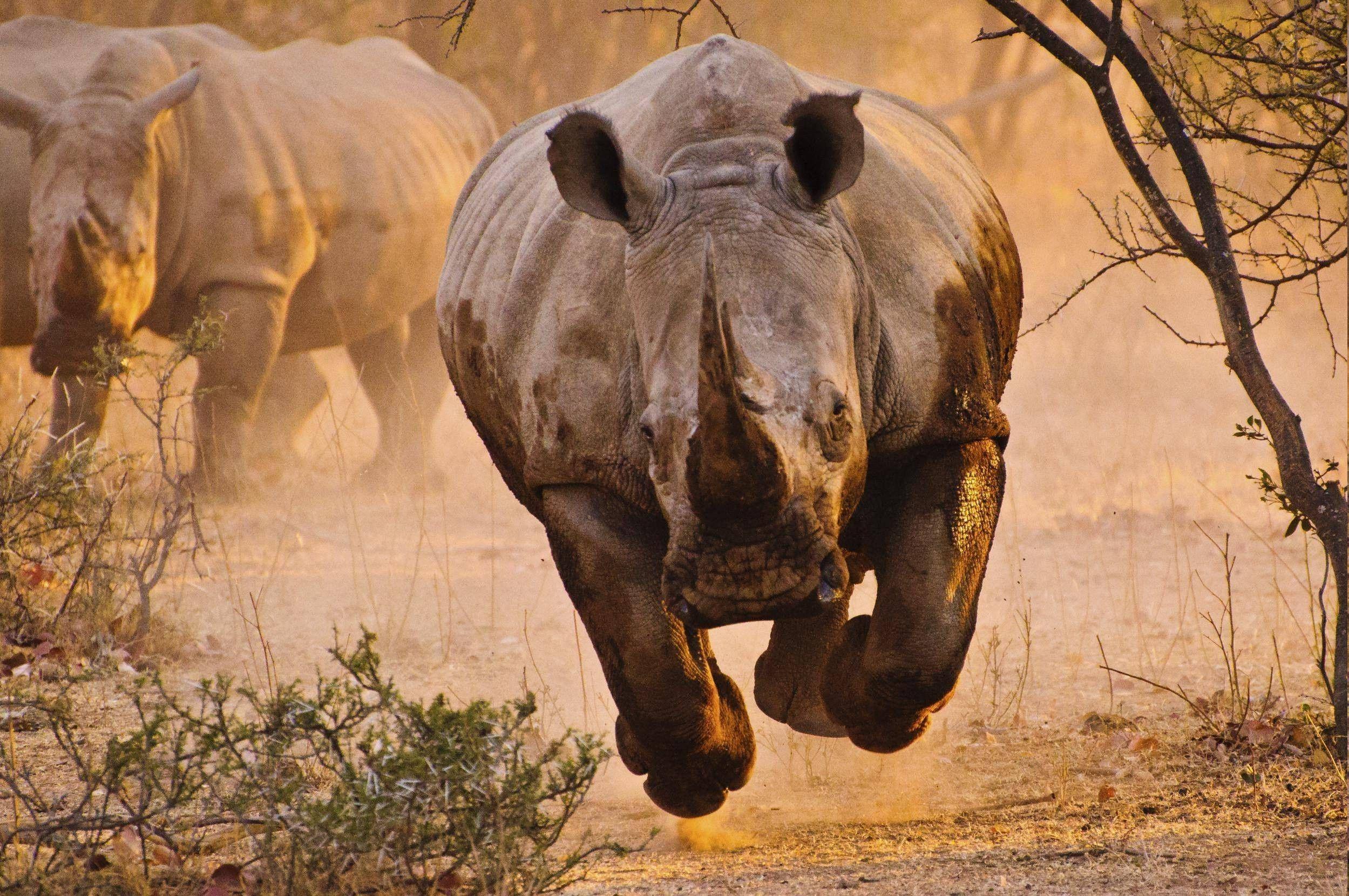 2499x1660 Rhino HD HD .