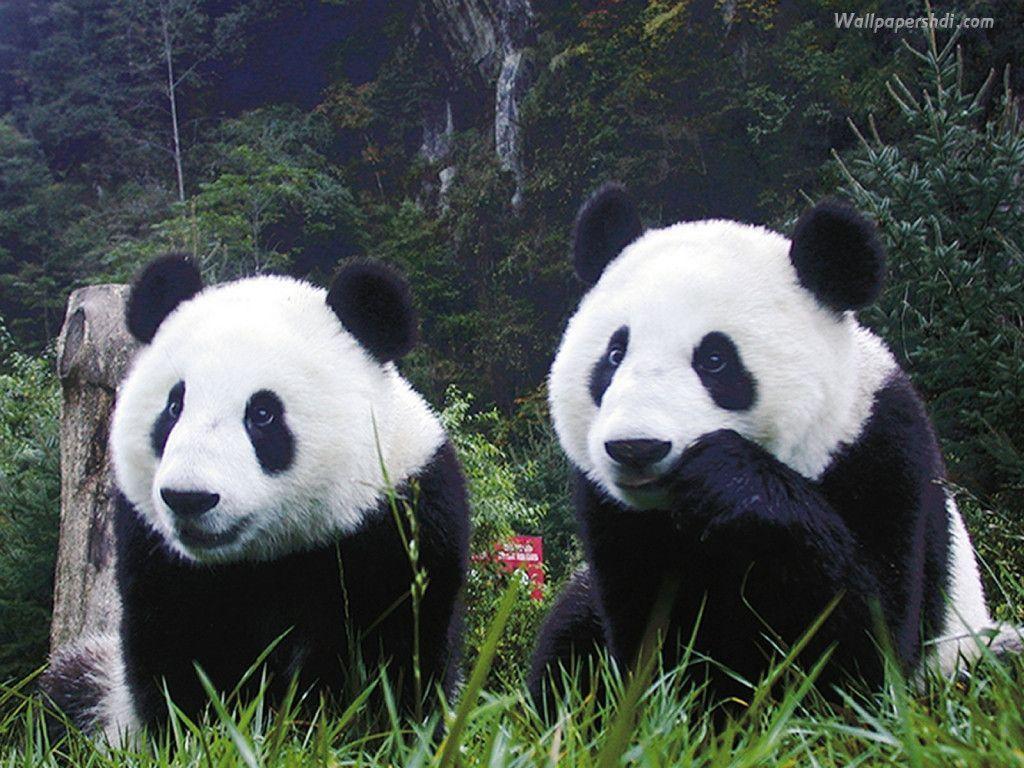 1024x768 Panda Bear
