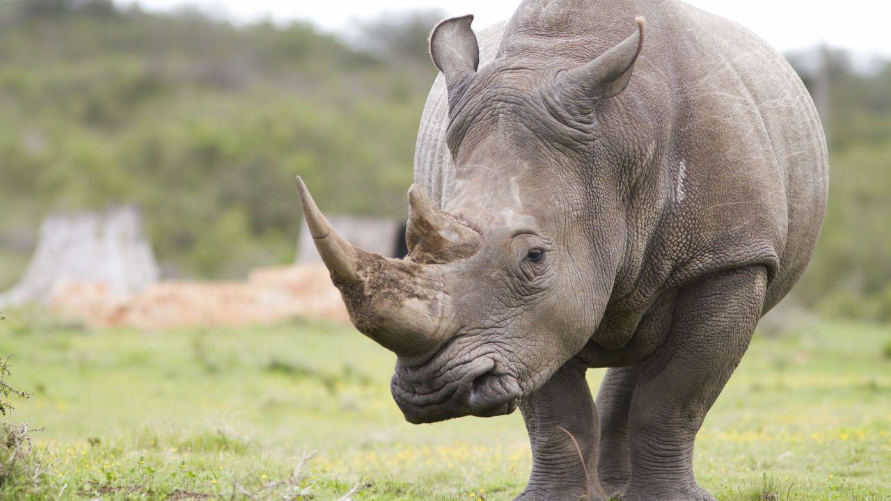 1280x720 Rhinos. Mammals. Animals. Eden Channeleden.uktv.co.uk