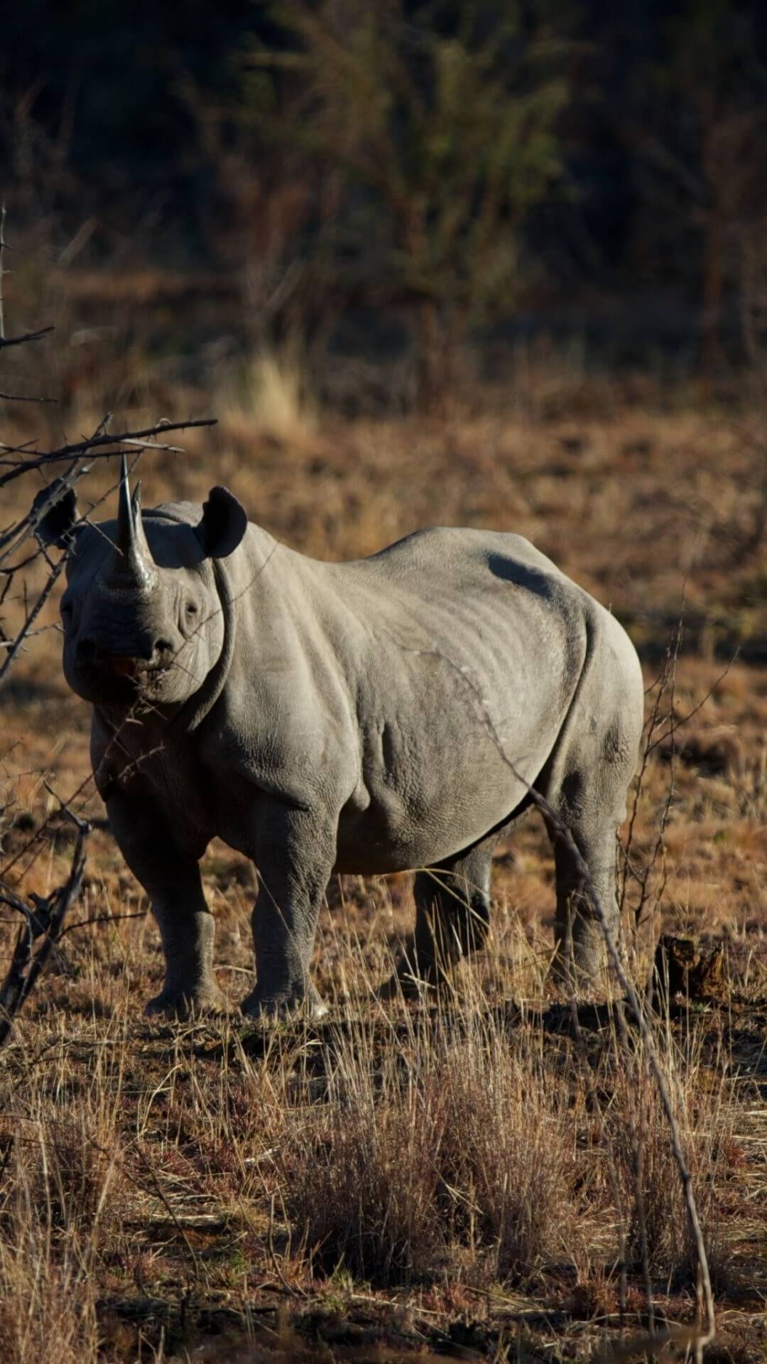 1080x1920 Rhino Wallpaperwallpaper.dog