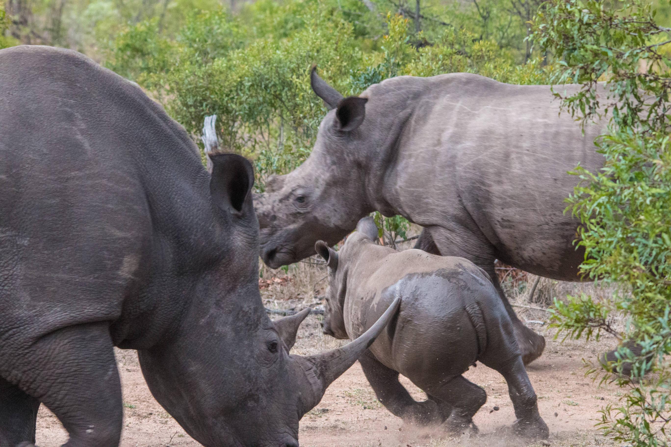 2736x1824 Rhino HD Wallpaper Rhinoceros .itl.cat