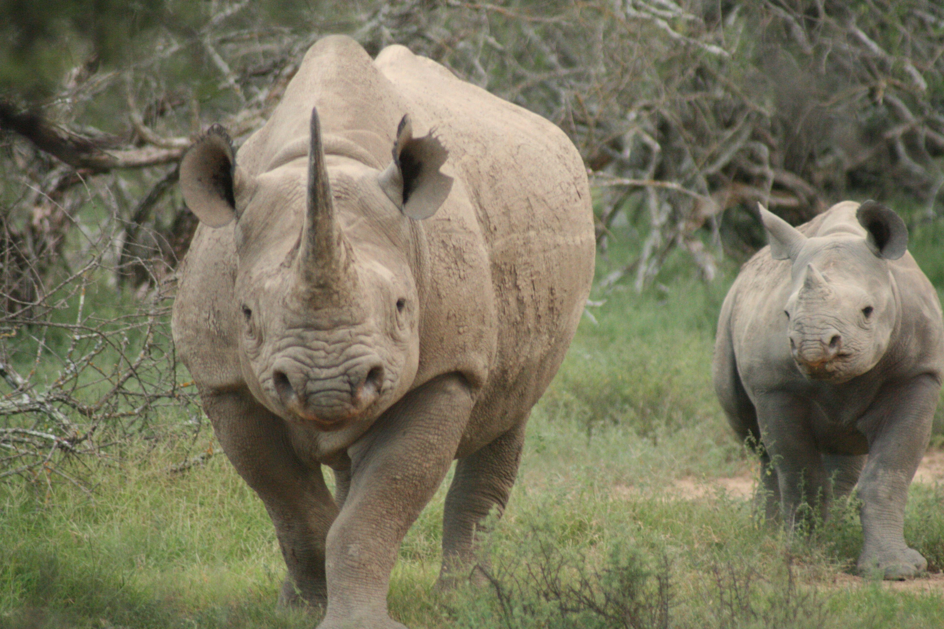 3888x2592 Rhino HD Wallpaper, Desktop Wallpaper .