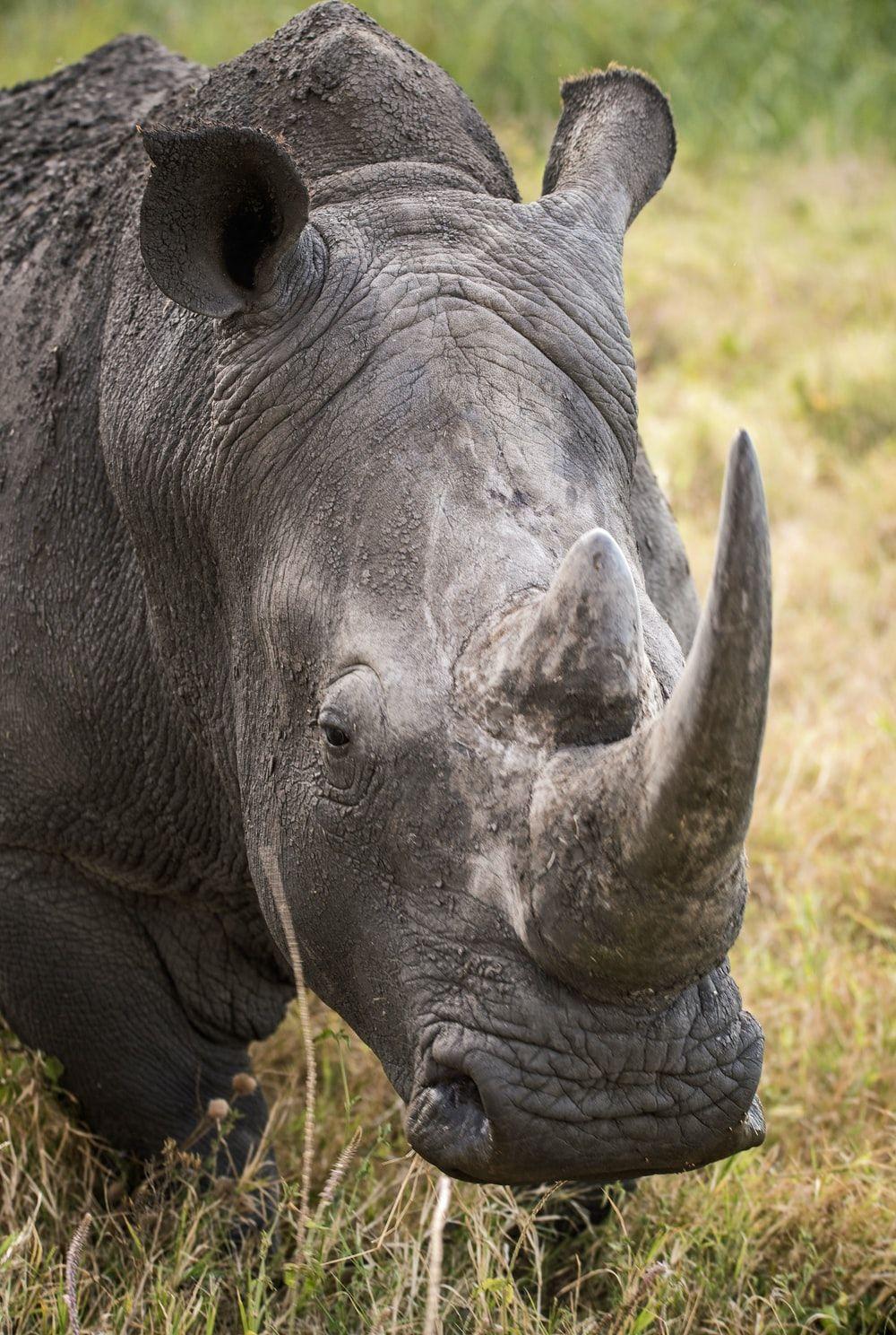 1000x1488 White Rhino Picture. Download Free .com