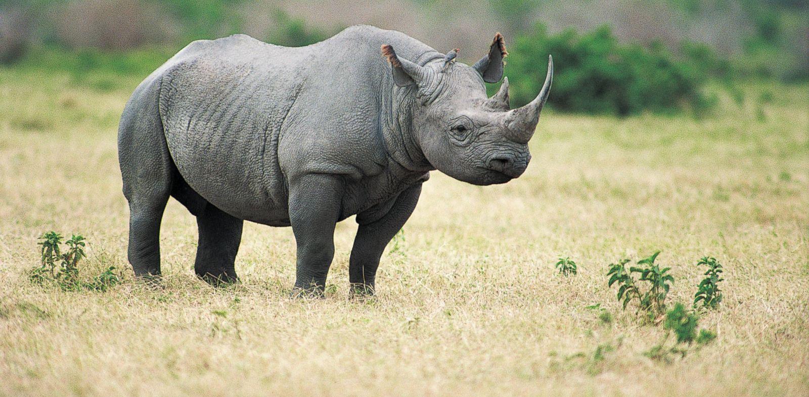 1600x786 Black Rhino Facts, Habitat, Population .