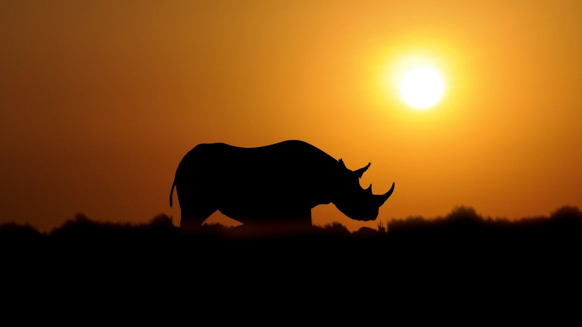 1920x1080 The Fat Unicorn -
