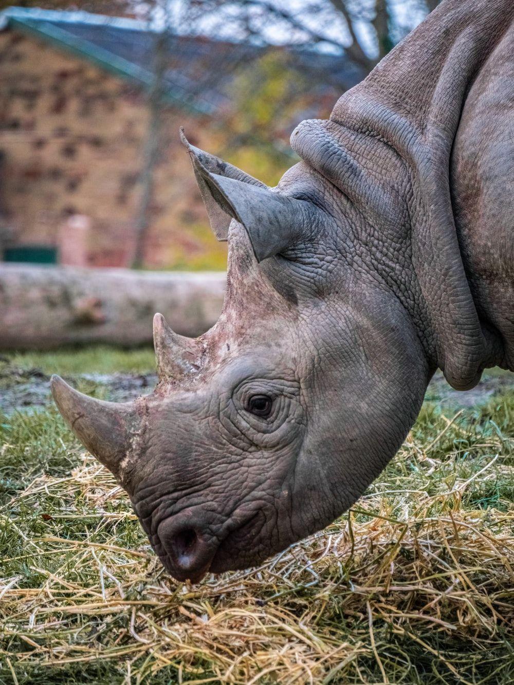 1000x1333 Black Rhino Picture. Download Free .com