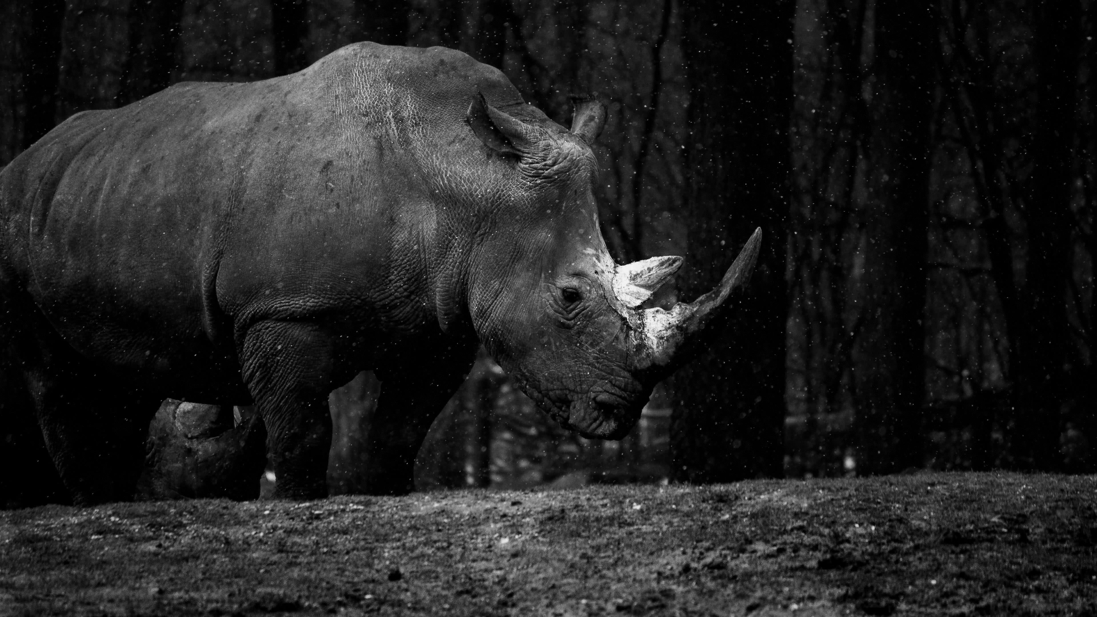 3840x2160 Rhino At The Royal Burgers Zoo UHD 4K .