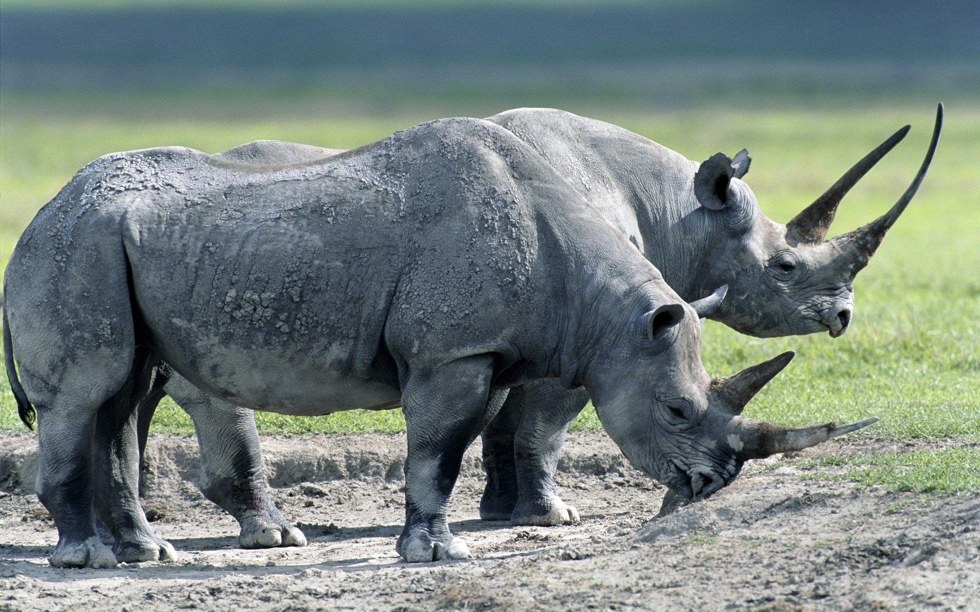 1920x1200 Rhino picture, Animals, Yellow lab