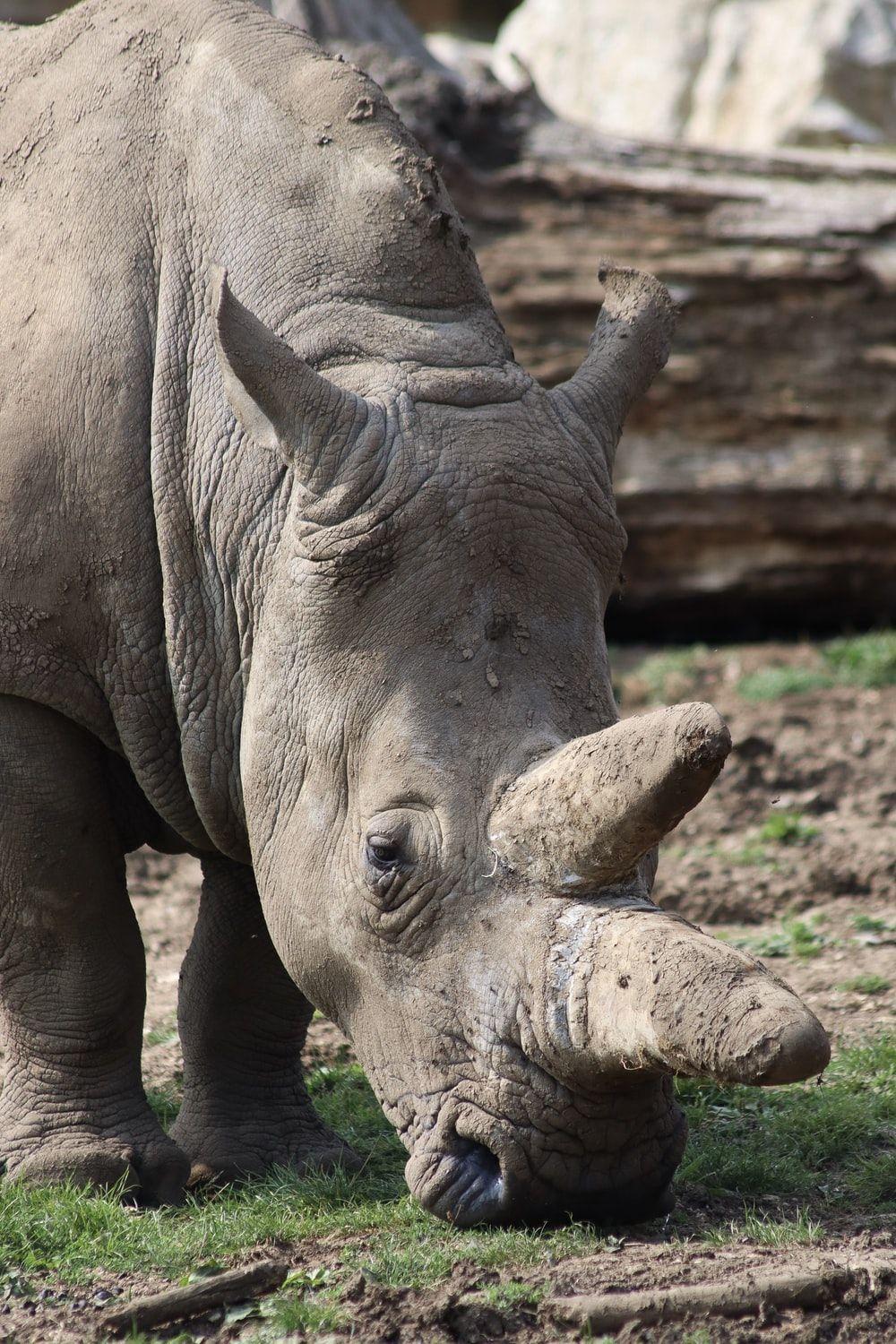 1000x1500 Rhino Picture [HD]. Download .com