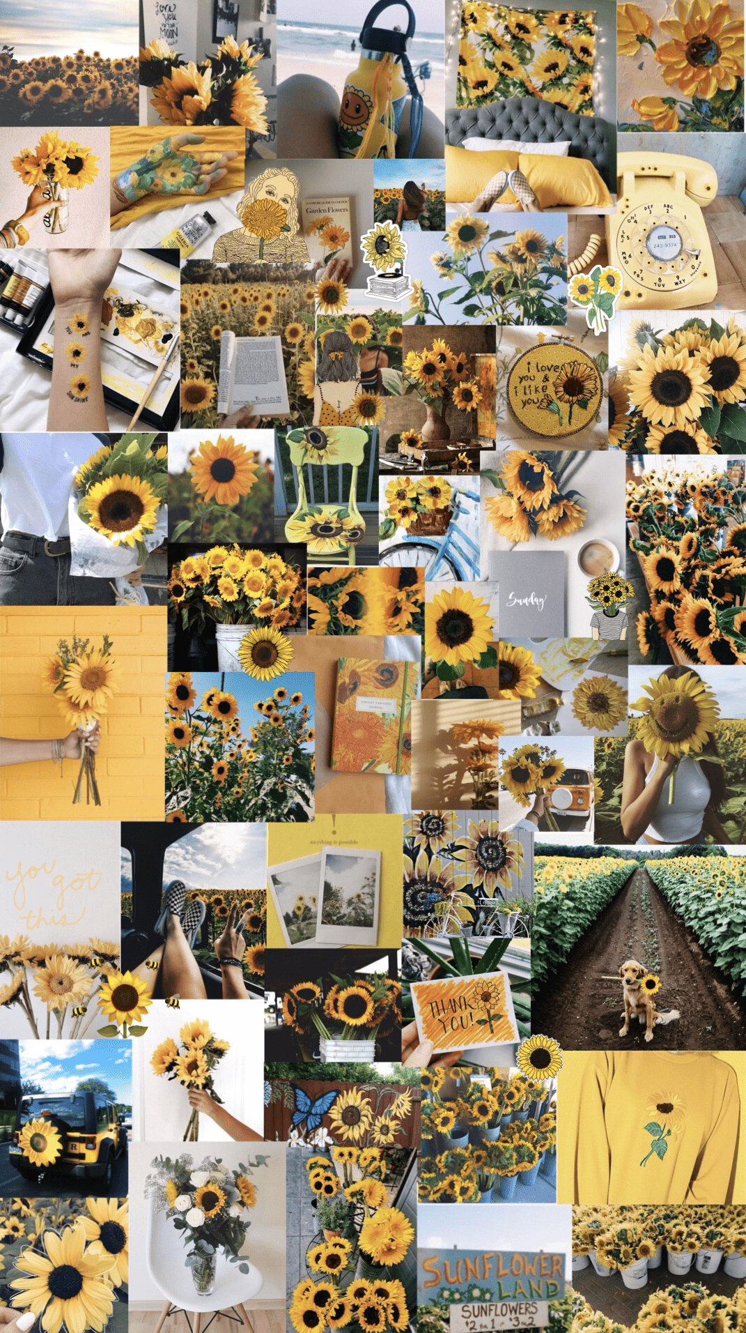 1071x1912 sunflowers