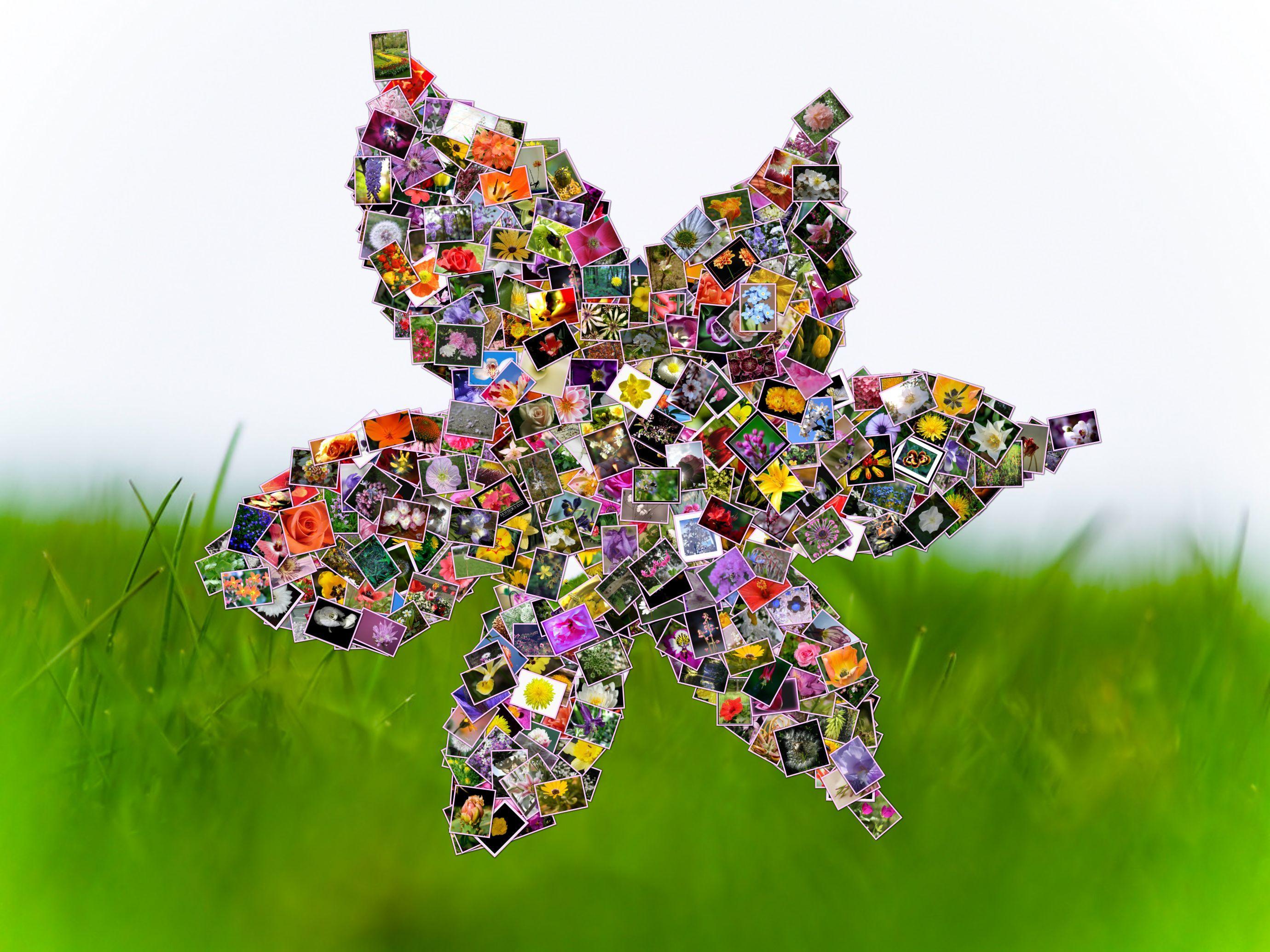 2760x2070 Shape Collage