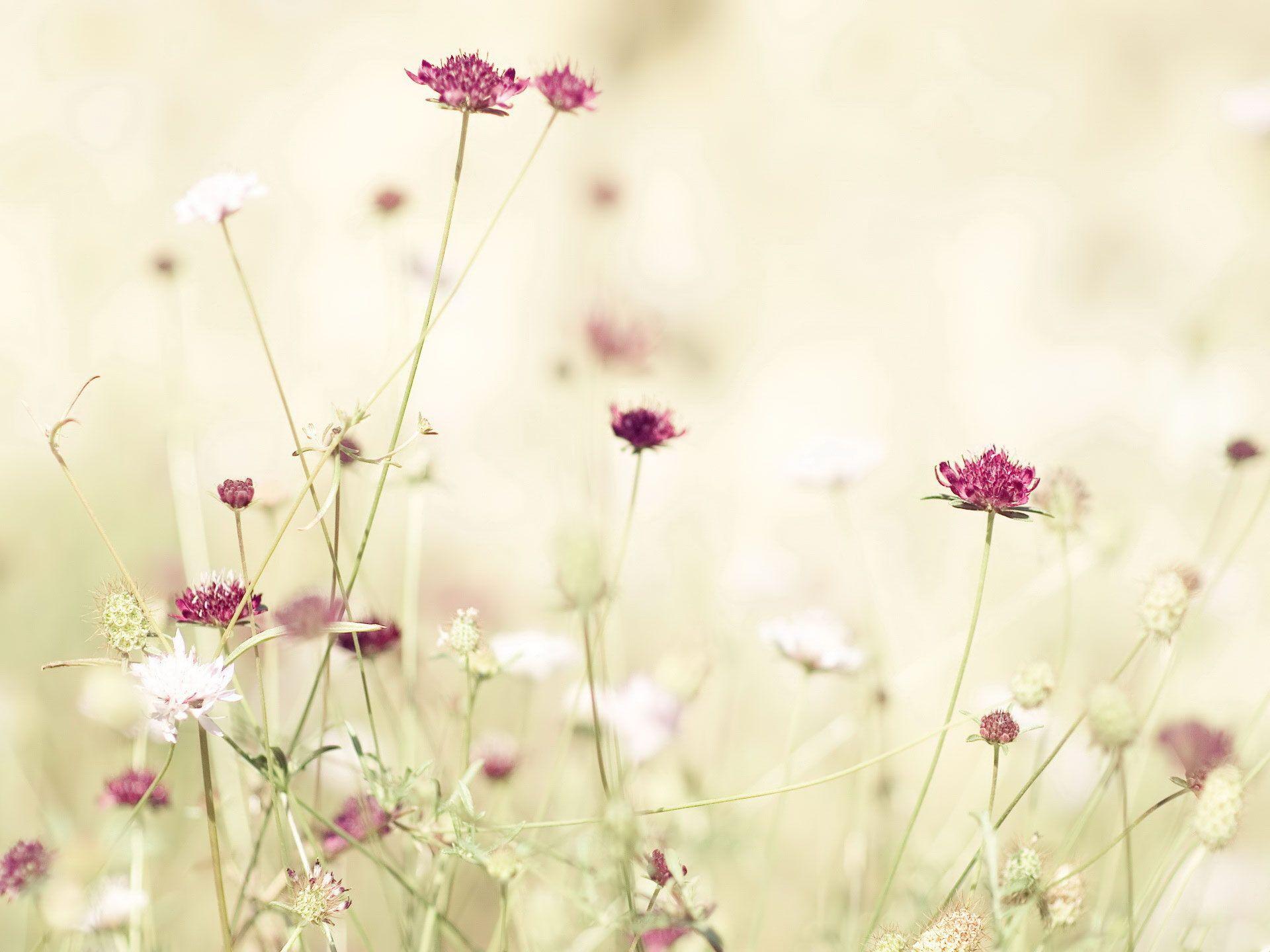 1920x1440 flower collage