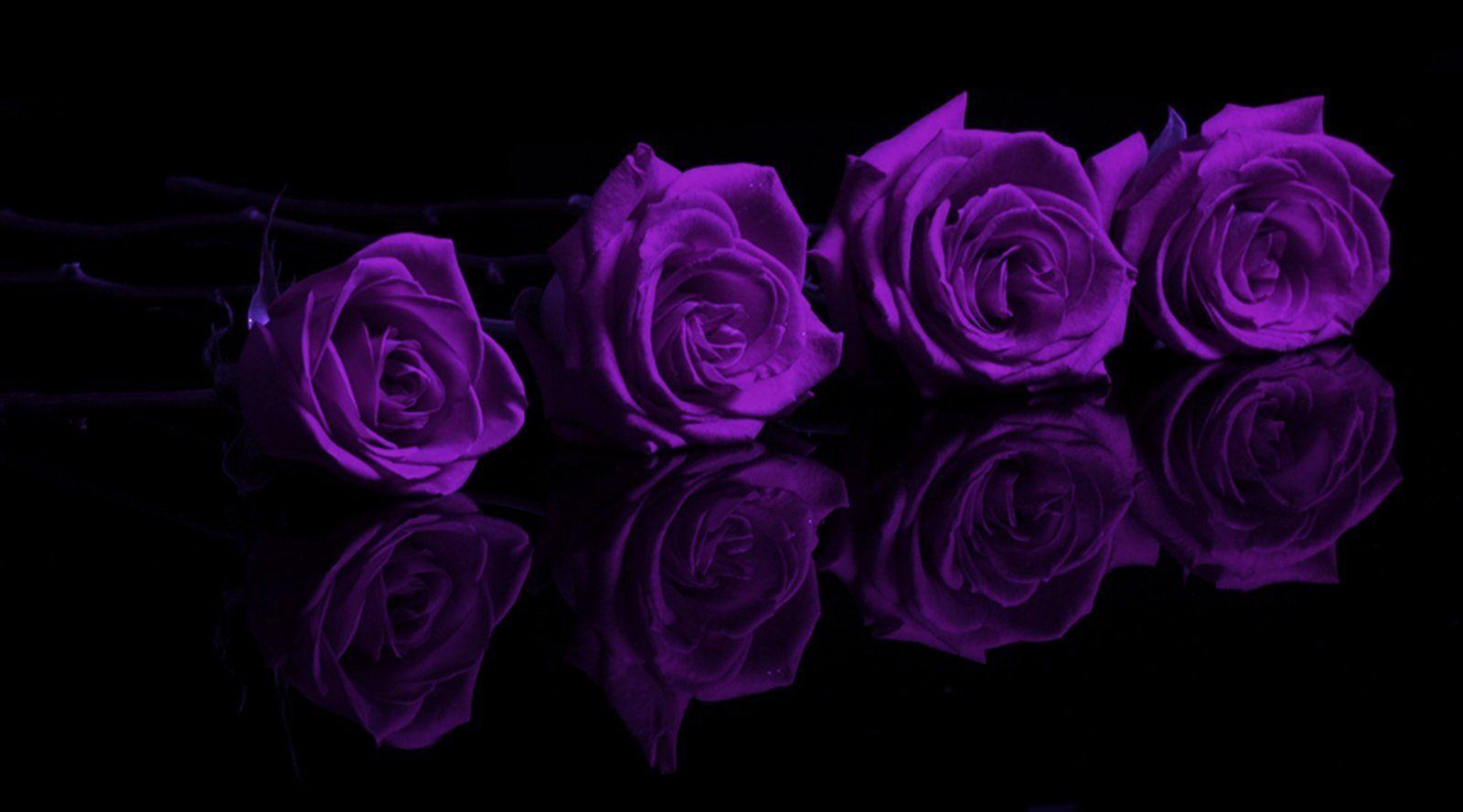 1600x889 Purple Rose Wallpaper Background .