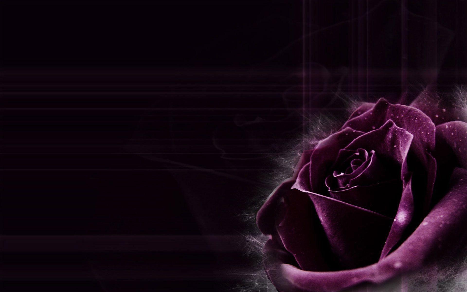 1920x1200 Purple Wallpaper Rose