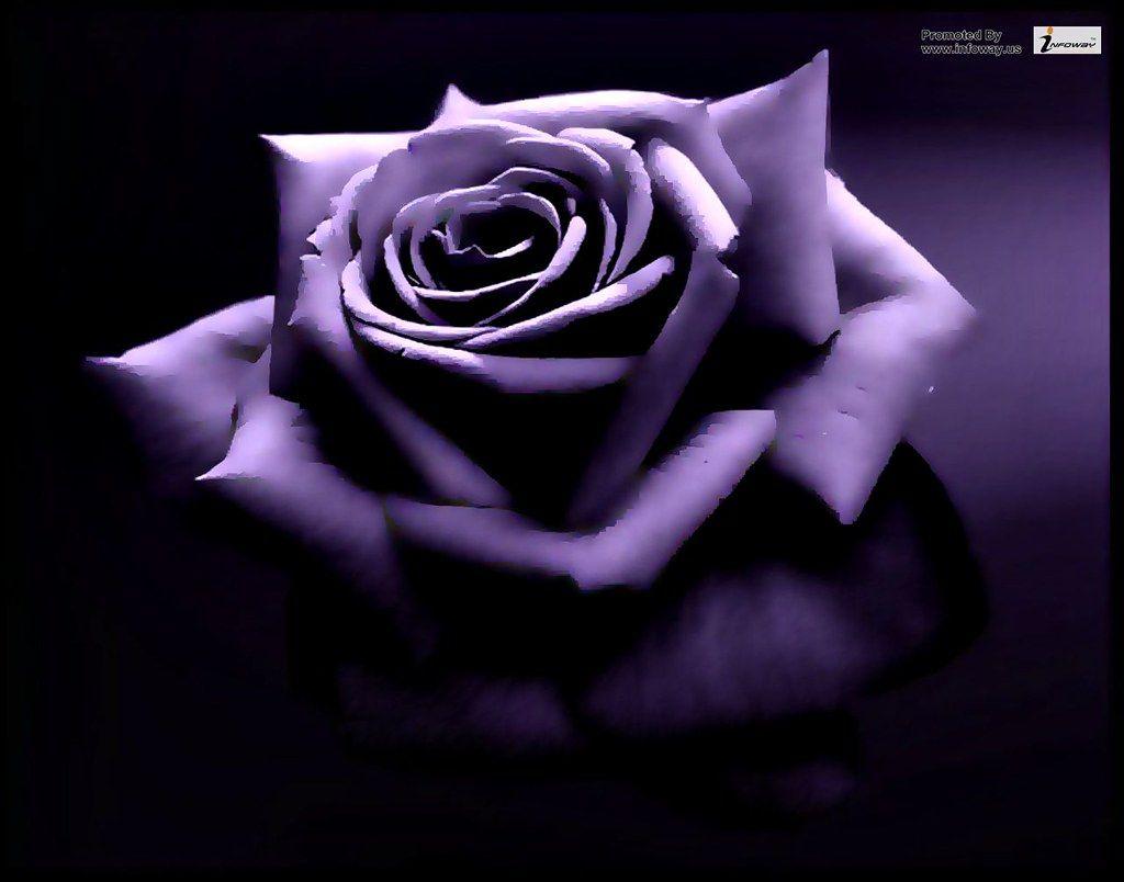 1024x804 Purple Rose HD Wallpaper .