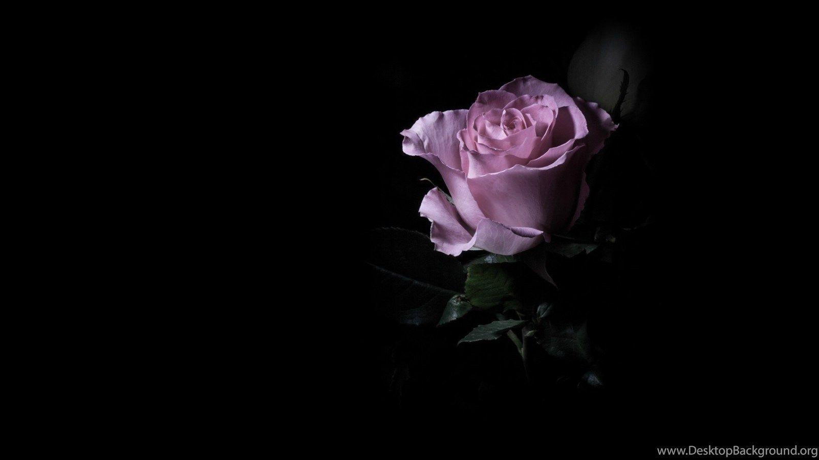 1600x900 Purple Rose In The Dark Wallpaper And .