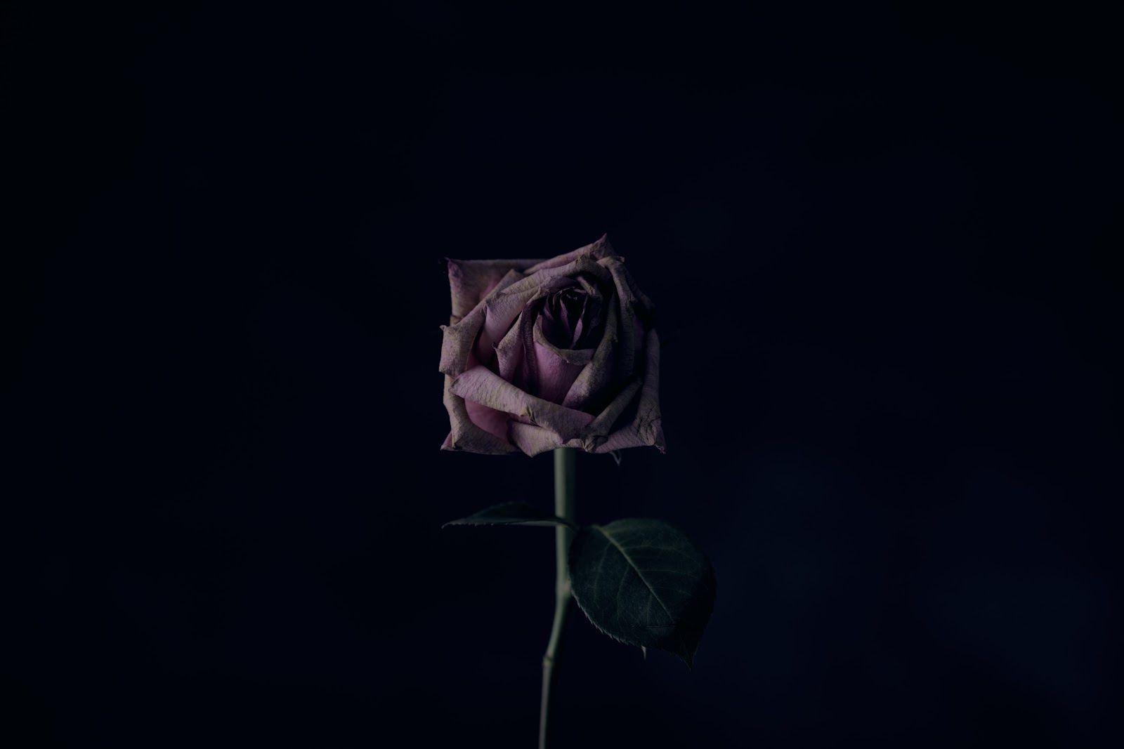 1600x1067 Depressed Roses Wallpaperwallpaper.dog
