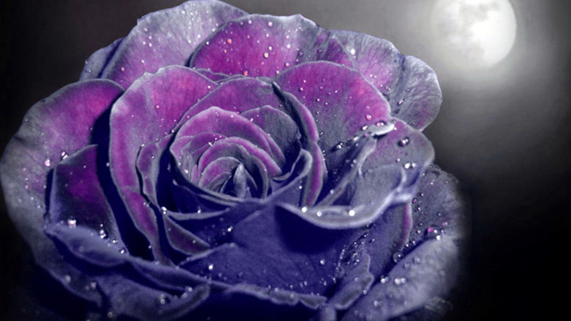 1920x1080 Deep Purple Rose Quotes .line.