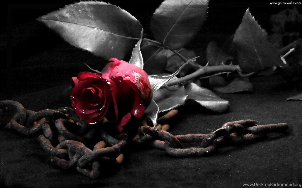 1280x800 Dark Purple Roses Wallpaper Bing .