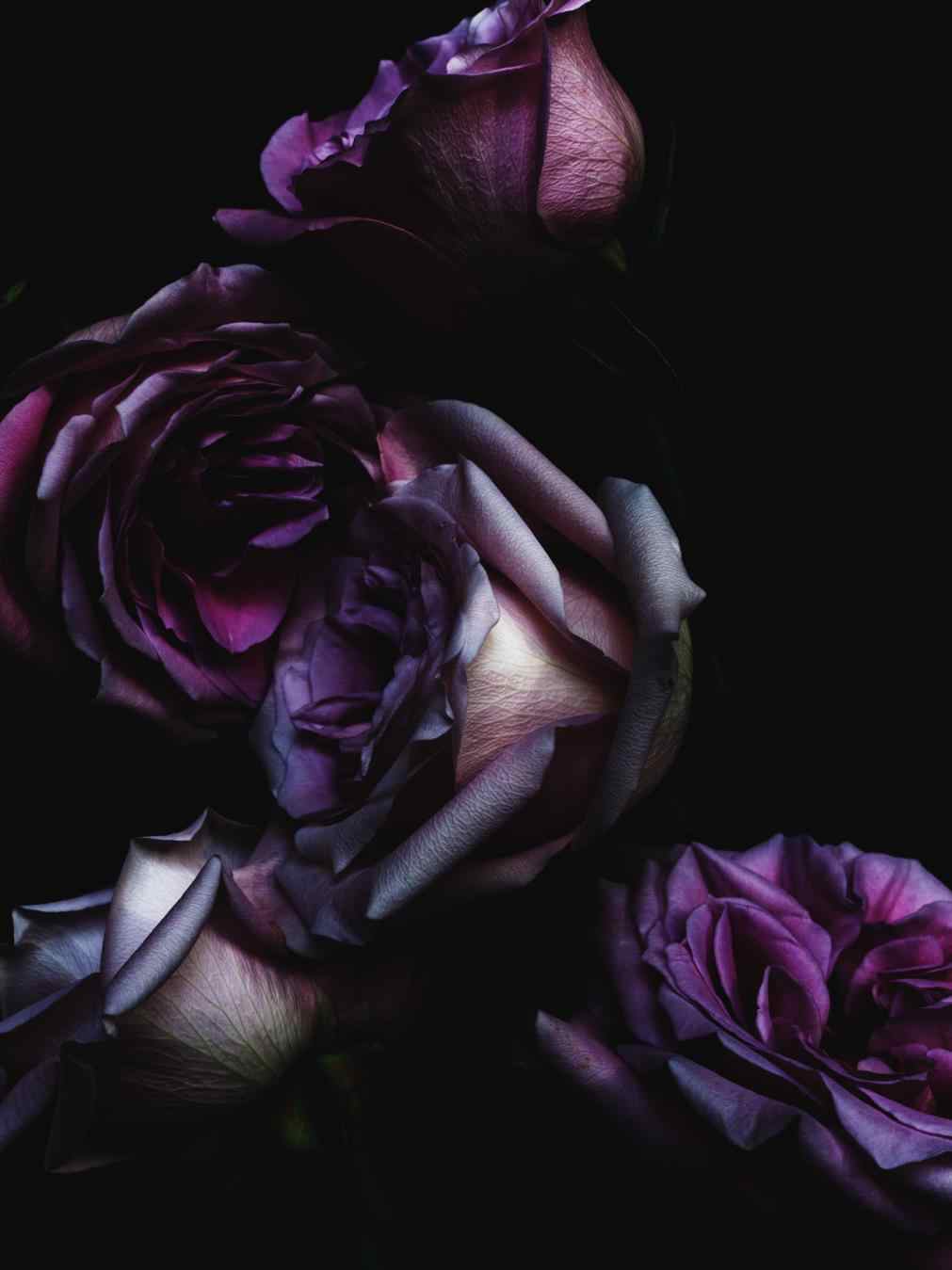 1011x1349 Dark Rose