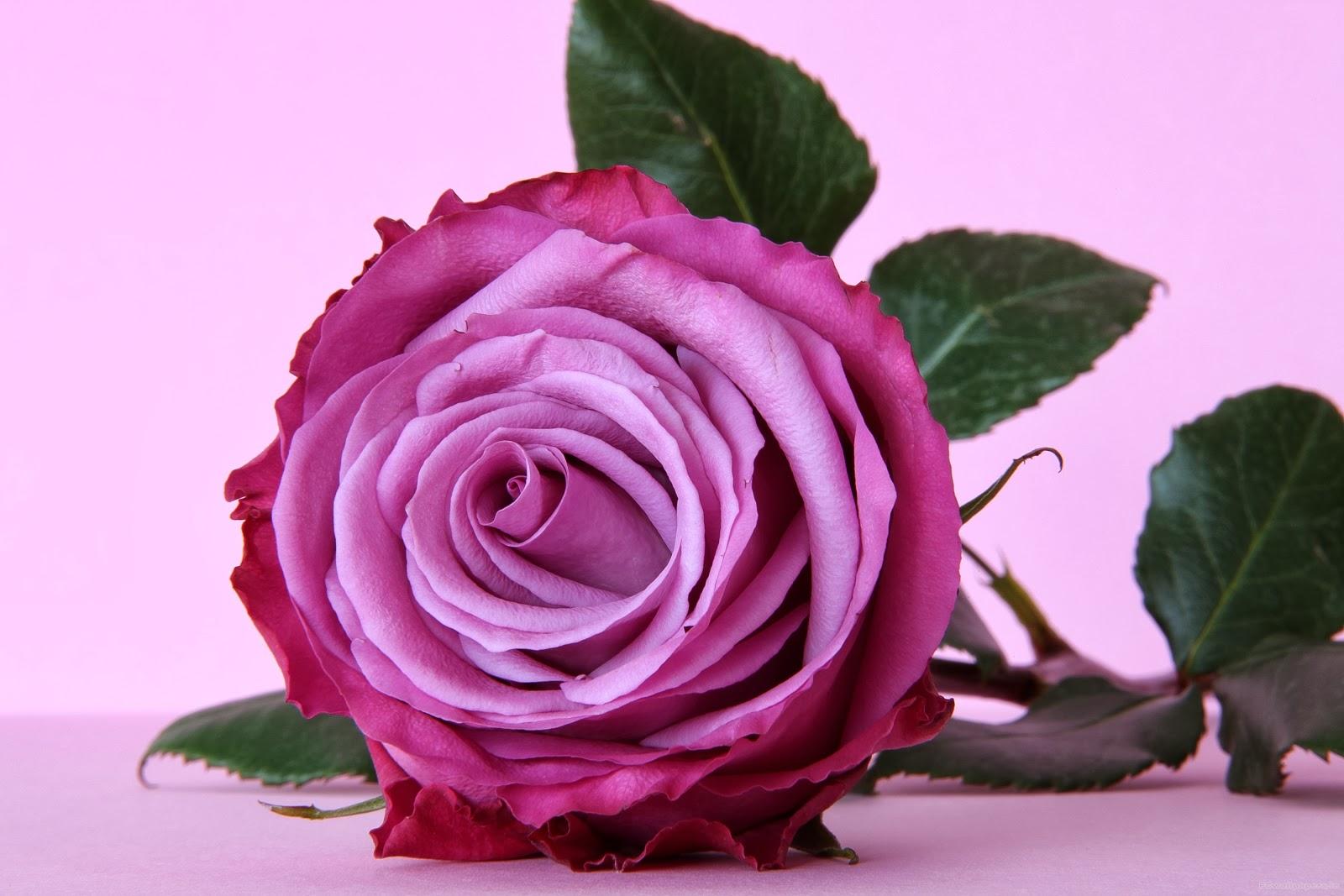 1600x1067 Dark Purple Roses Wallpaper - .