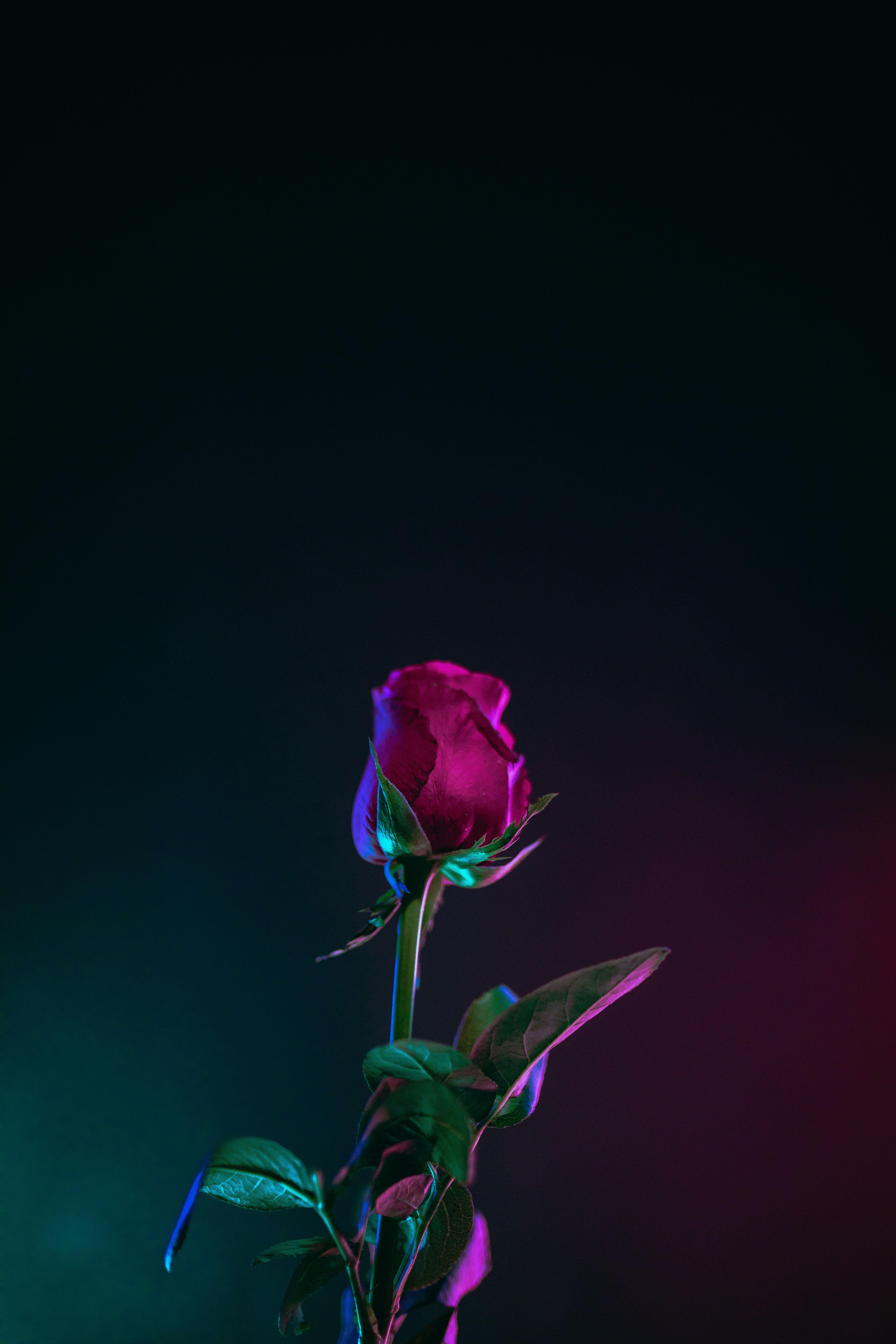 4480x6720 Rose Picture [HD]. Download Free .com