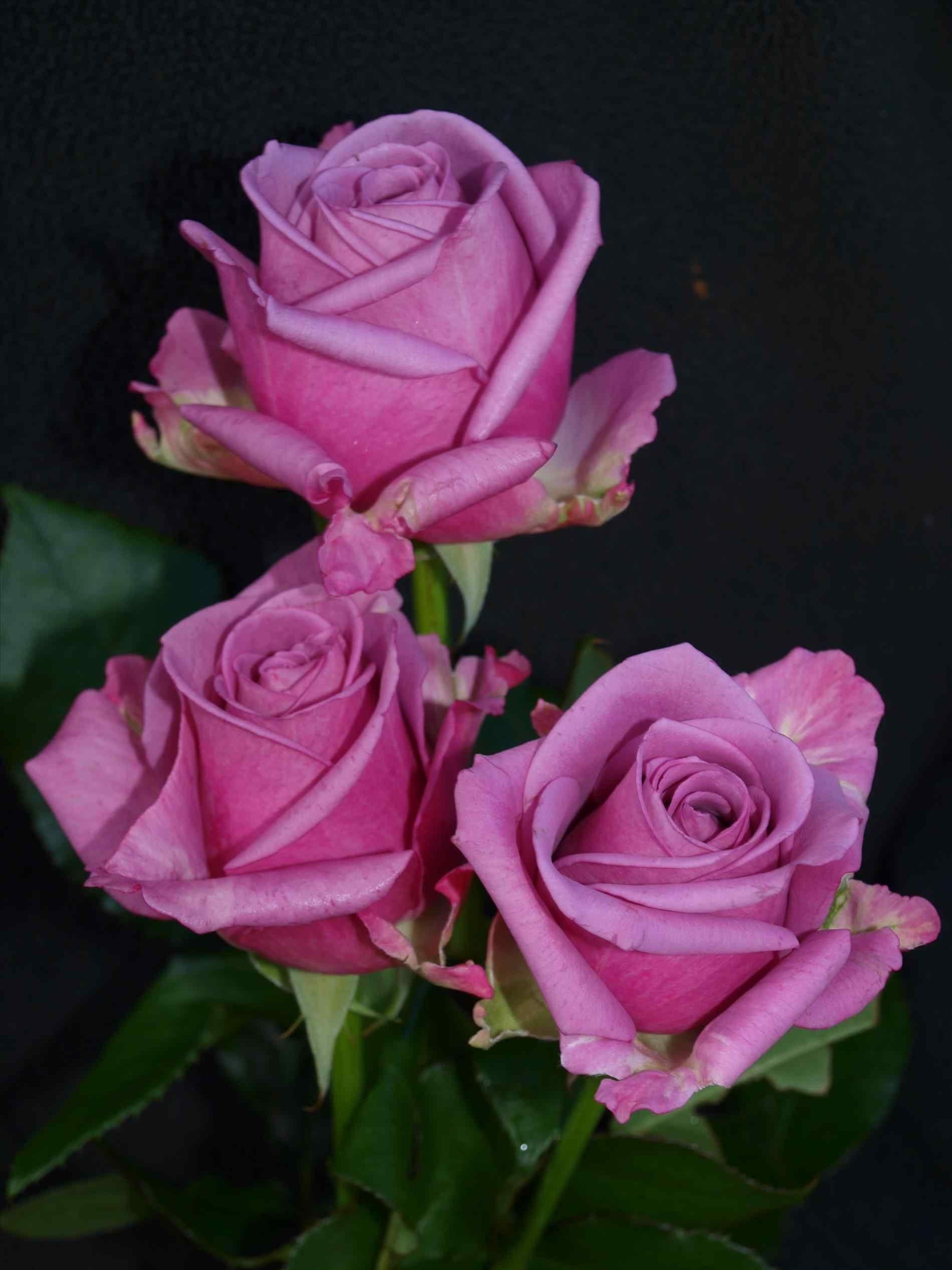 1899x2533 Purple Rose On Dark Background .itl.cat
