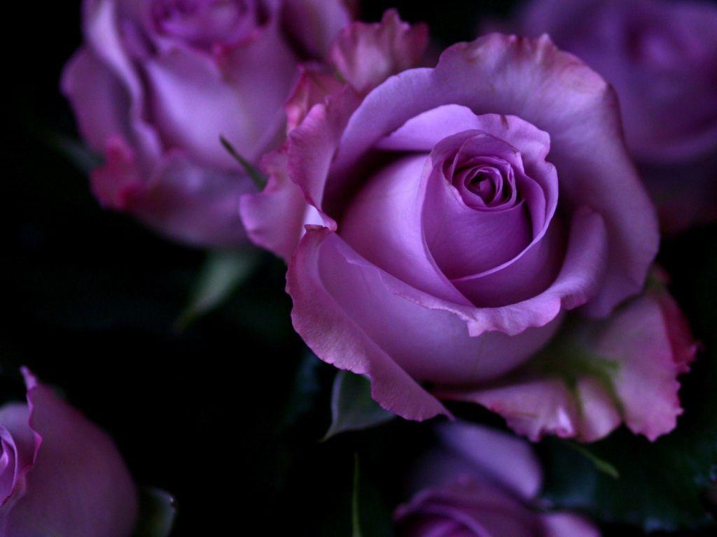 1024x768 Purple Roses -