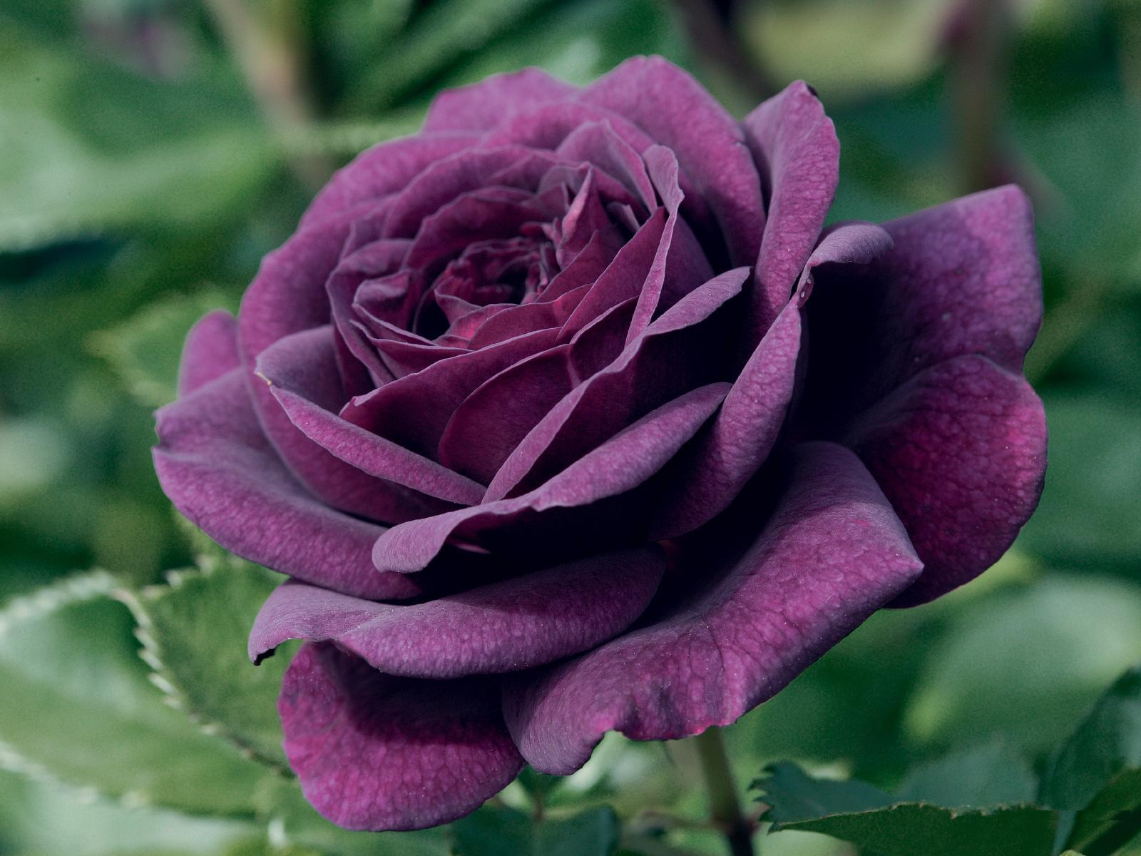 1600x1200 Deep Purple Rose wallpaper 1080p 1600 .flowerdesktop.