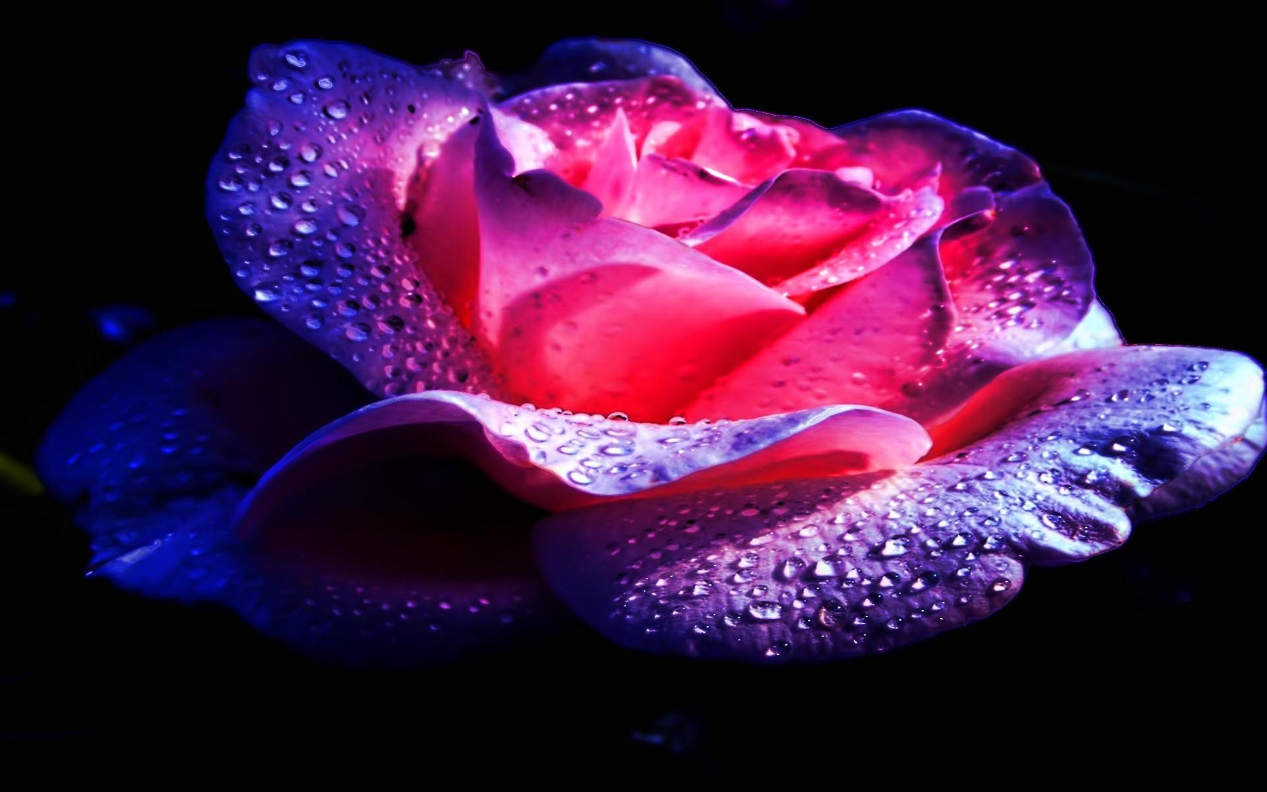 2560x1600 Purple and pink rose with water drops .