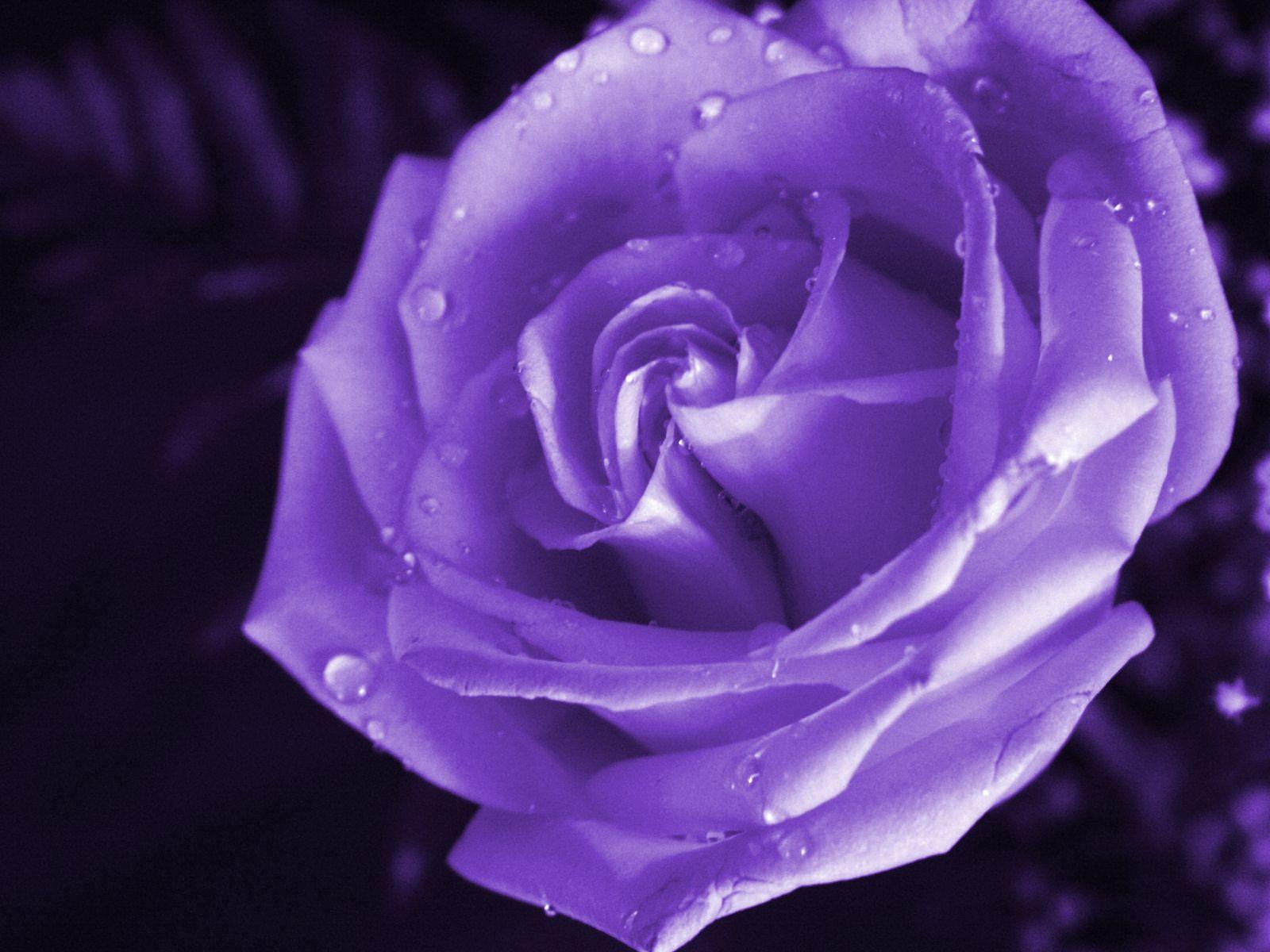 1600x1200 Purple Rose