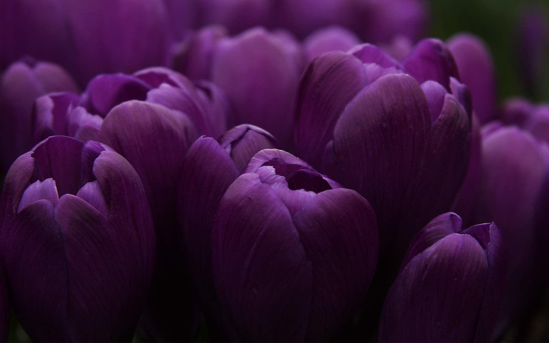 1920x1200 Purple Flowers HD Wallpaper