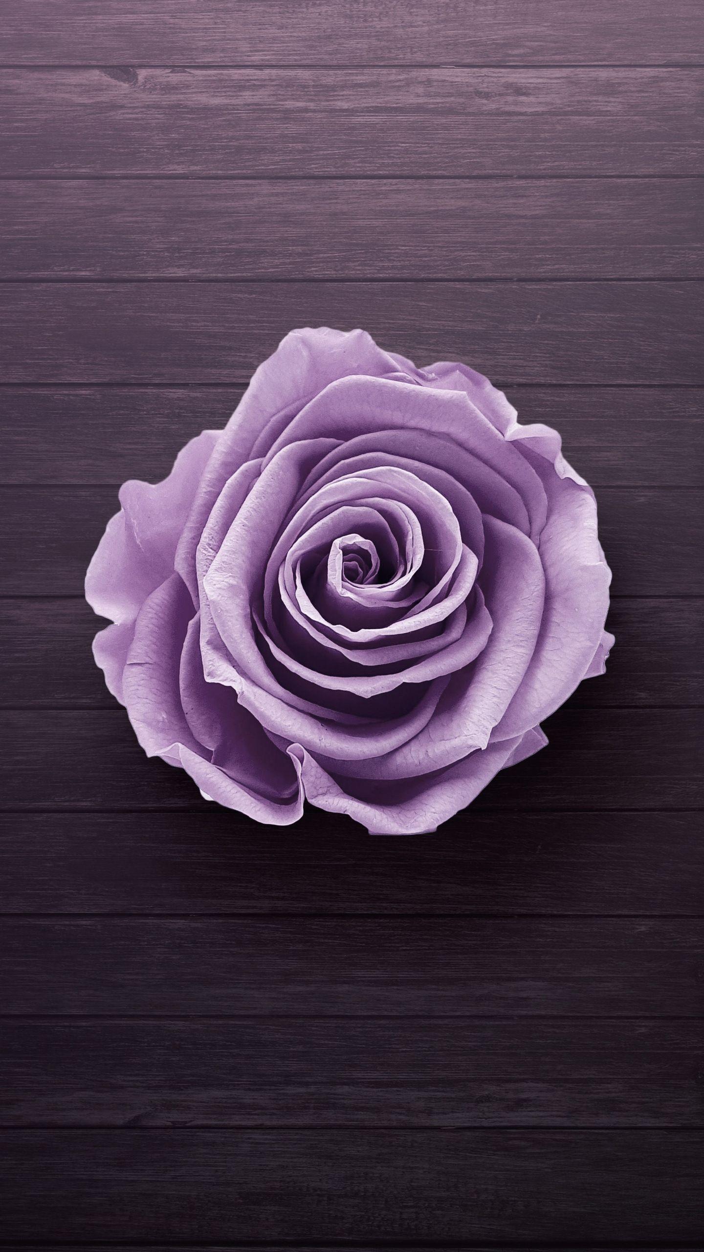 1440x2560 Purple rose Wallpaper Download
