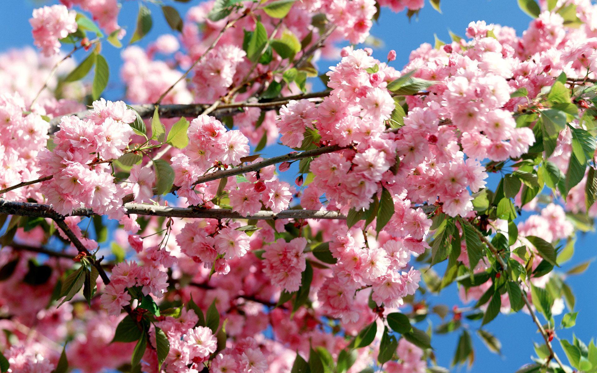 1920x1200 Pink & Blue Sky wallpaper. Pink .