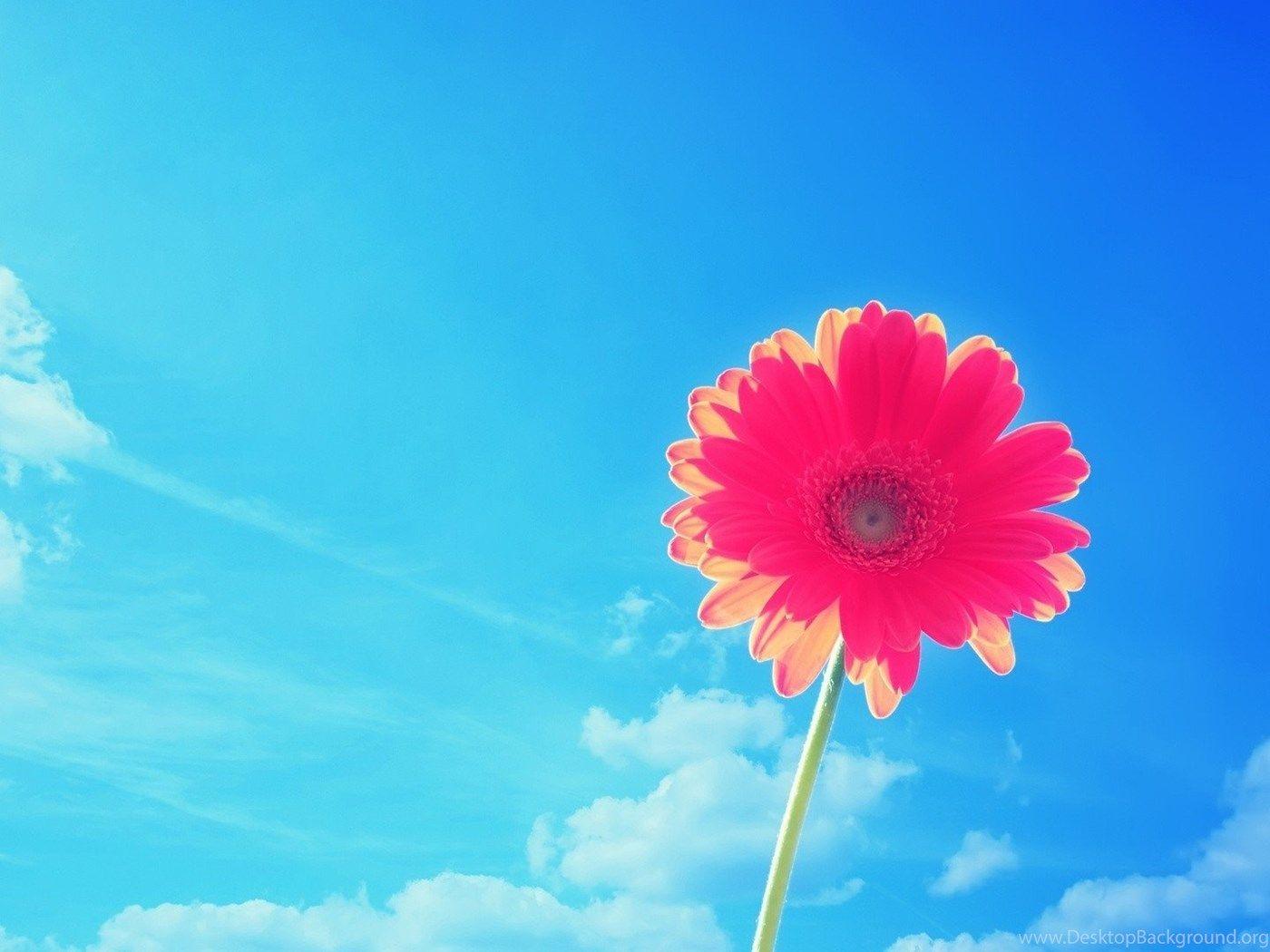 1400x1050 Beautiful Pink Flower Daisies On Blue .