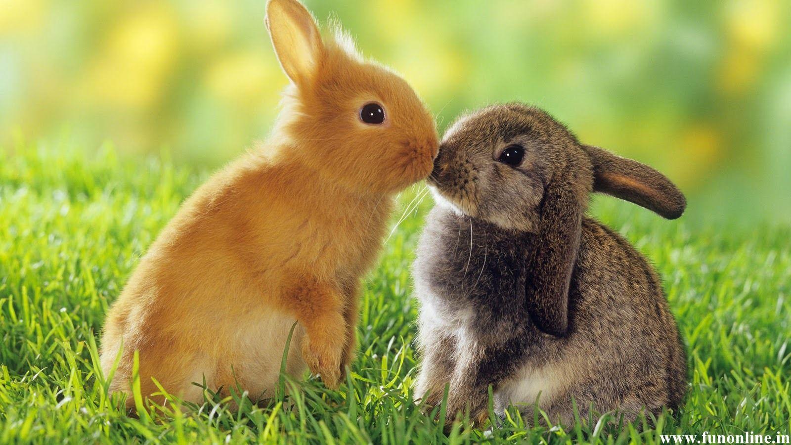 1600x900 Cute Baby Bunnies Wallpaper .