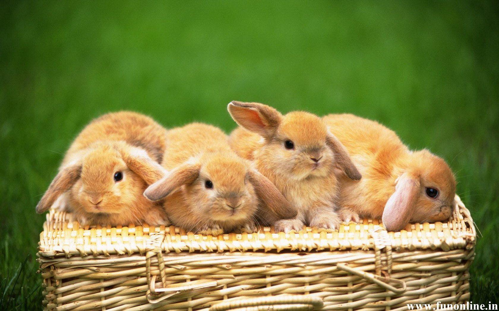 Cute Baby Bunnies Wallpapers - Top Free Cute Baby Bunnies Backgrounds ...