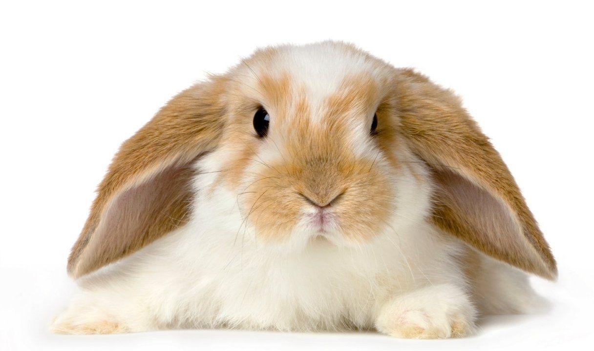 1216x720 Cute Baby Bunny Wallpaper