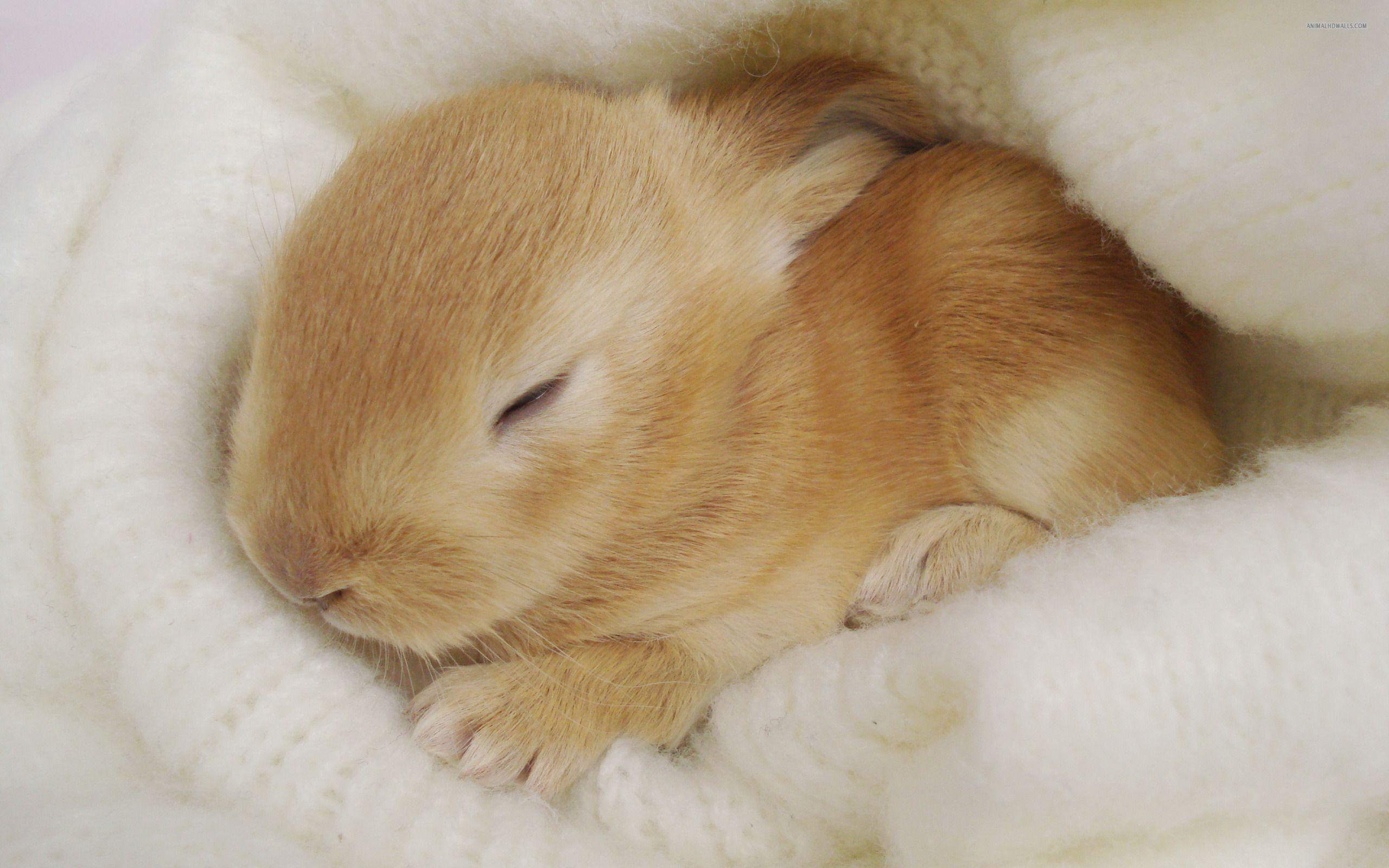 Little bunny. Кролик спит. Милые зайчики. Спящий зайчик. Спящие кролики.