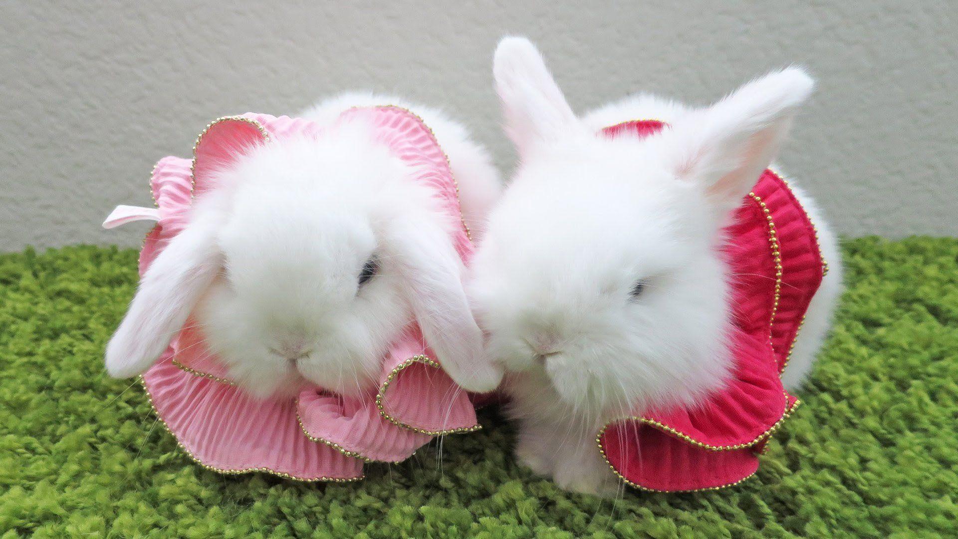 1920x1080 Cute Baby Animals Rabbits .line.